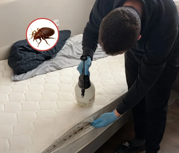 Technicien traitant un matelas contre les punaises de lit à Noisy-le-Sec